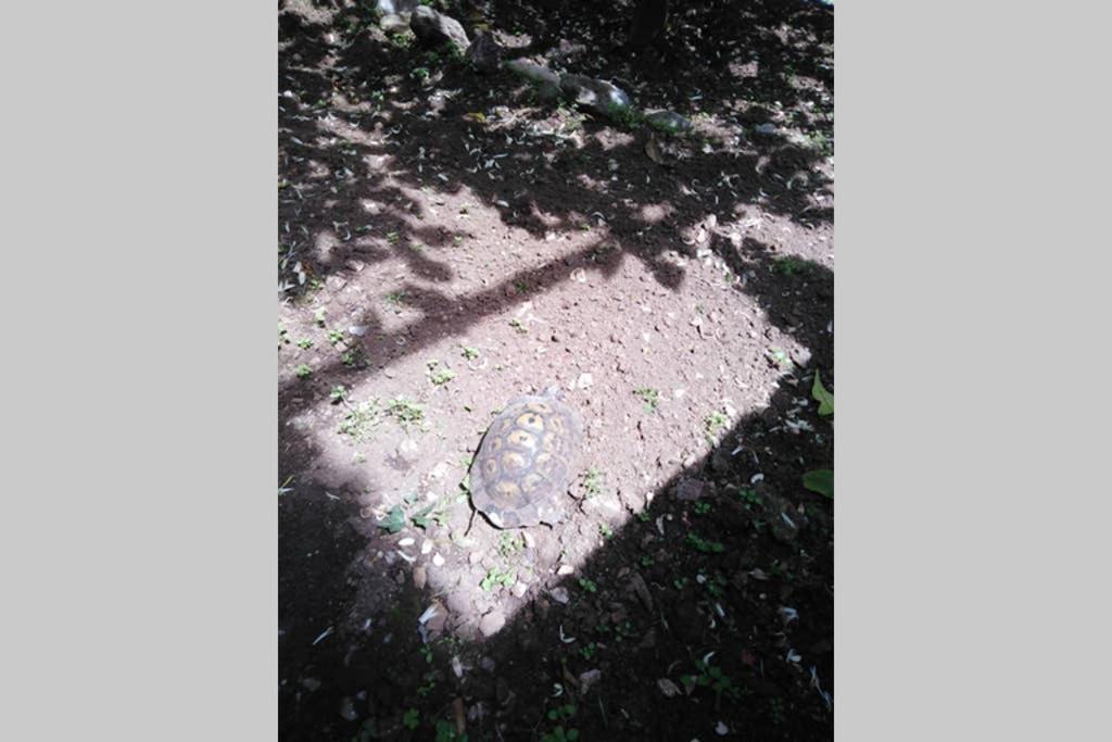 Moneghetti Apartman Beausoleil Kültér fotó